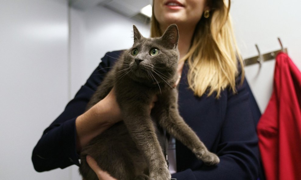 Mačka Sophie u Bijeloj kući