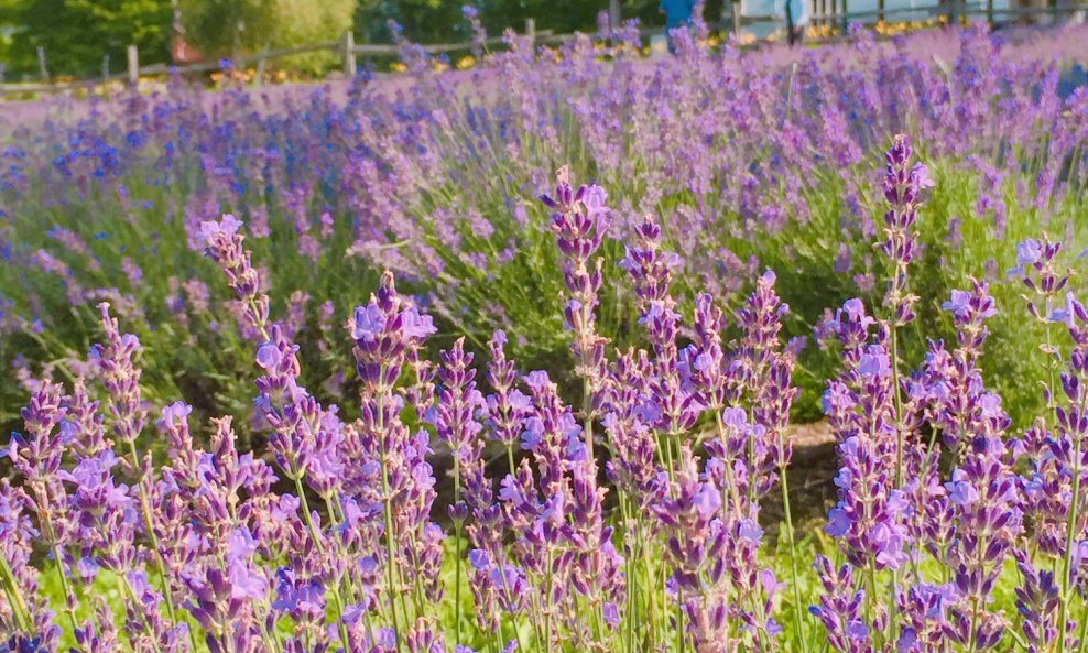 Lavanda