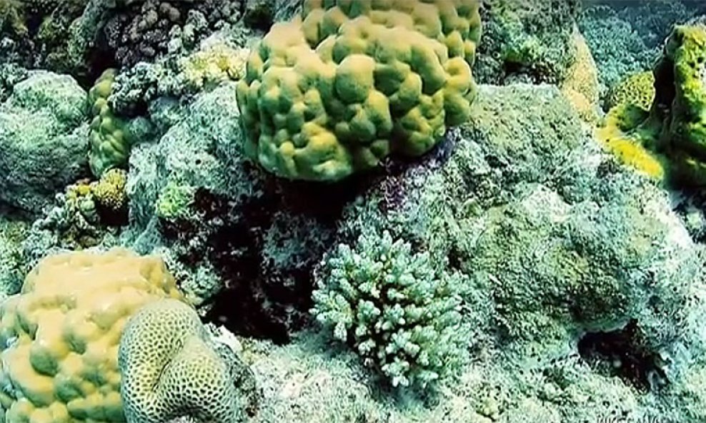 Veliki koraljni-greben