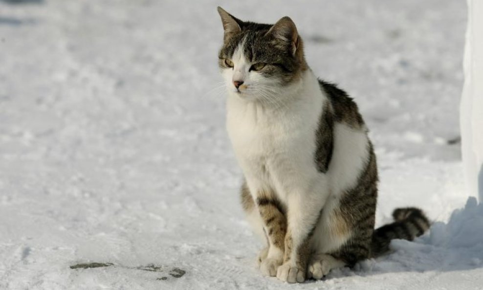 mačka snijeg