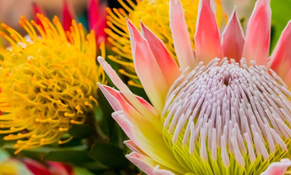 Protea