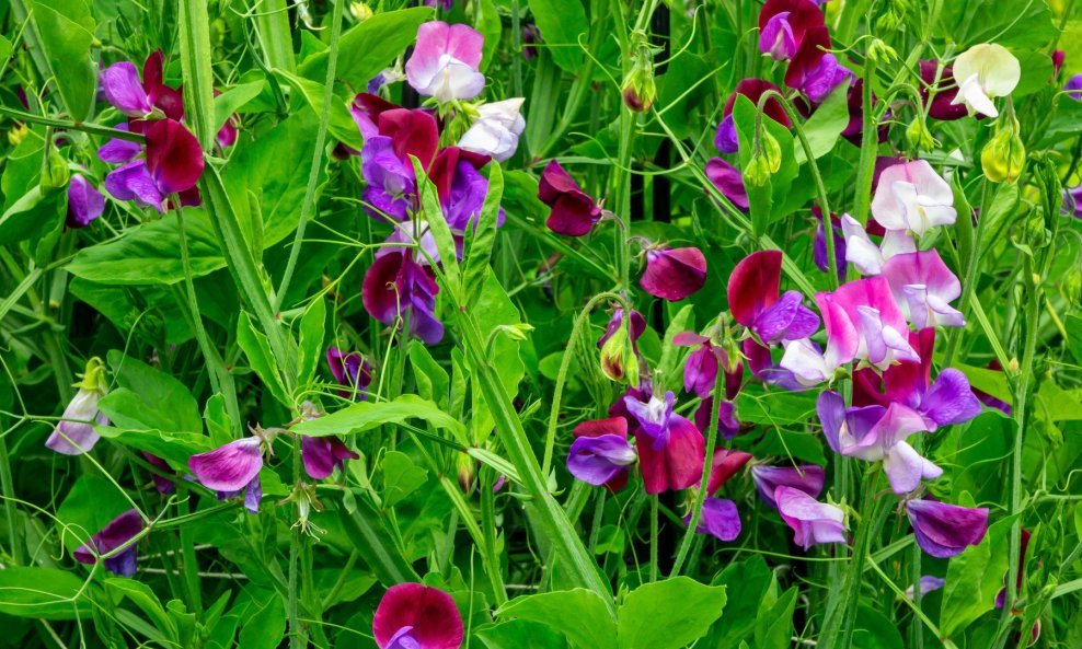 Slatki grašak (Lathyrus odoratus)