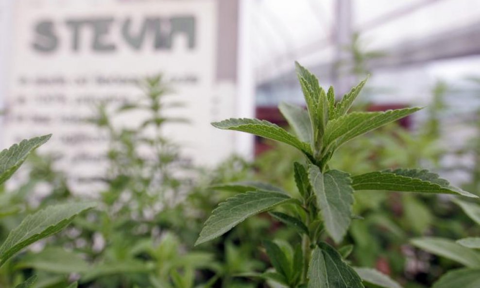 STEVIA