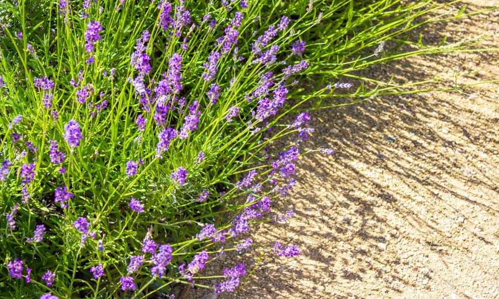 Lavanda najbolje raste na osunčanom mjestu u vrtu