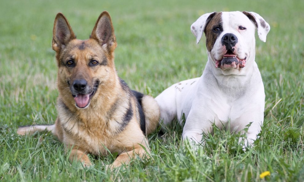 psi njemački ovčar buldog