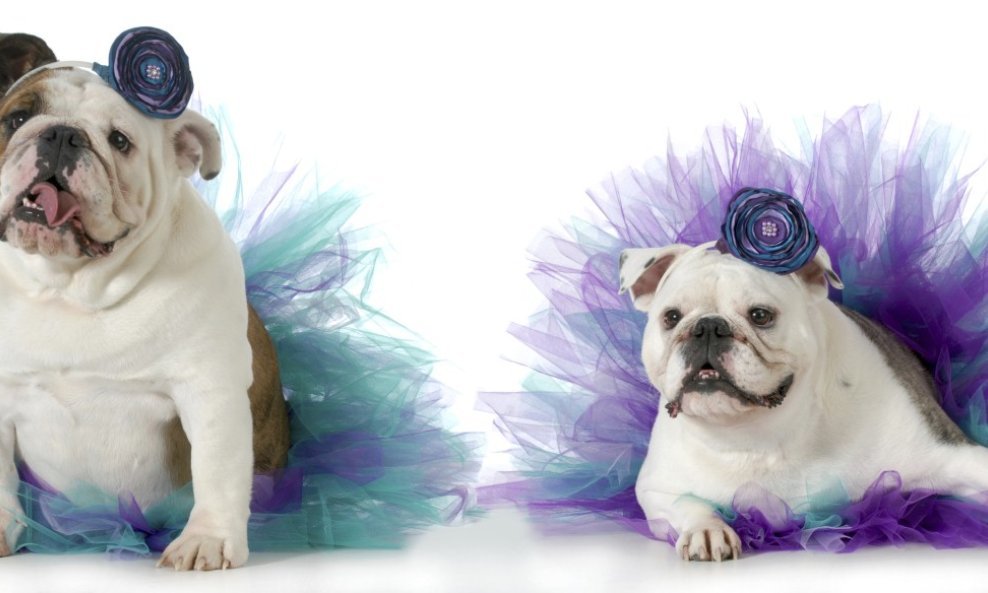 pas psi buldog ljubimac ljubimci