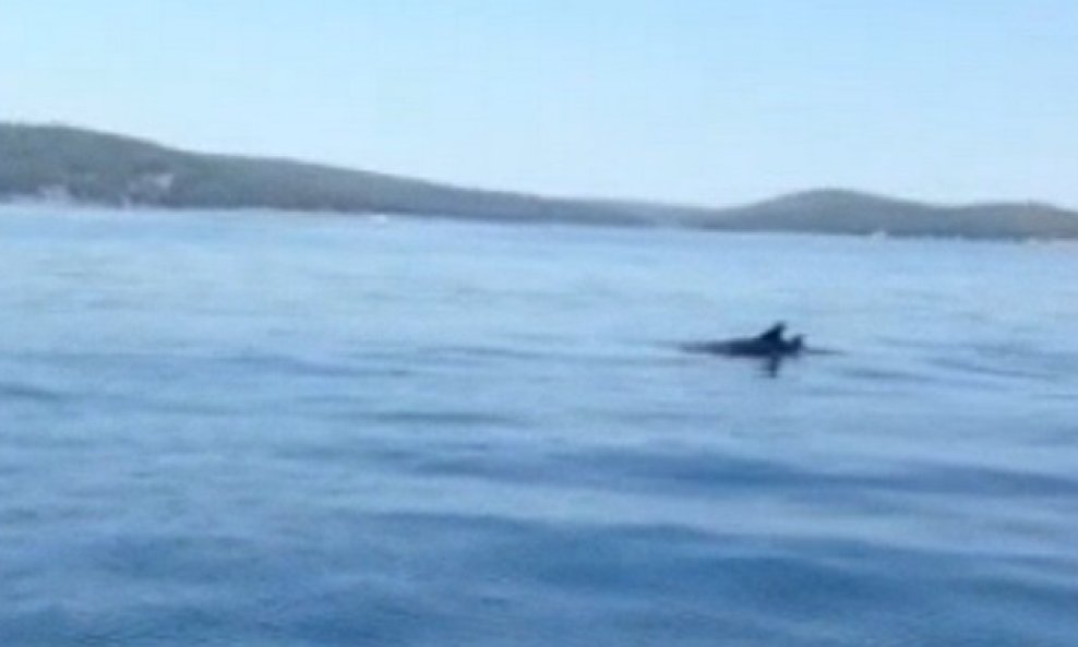 dupini jelsa funvideo