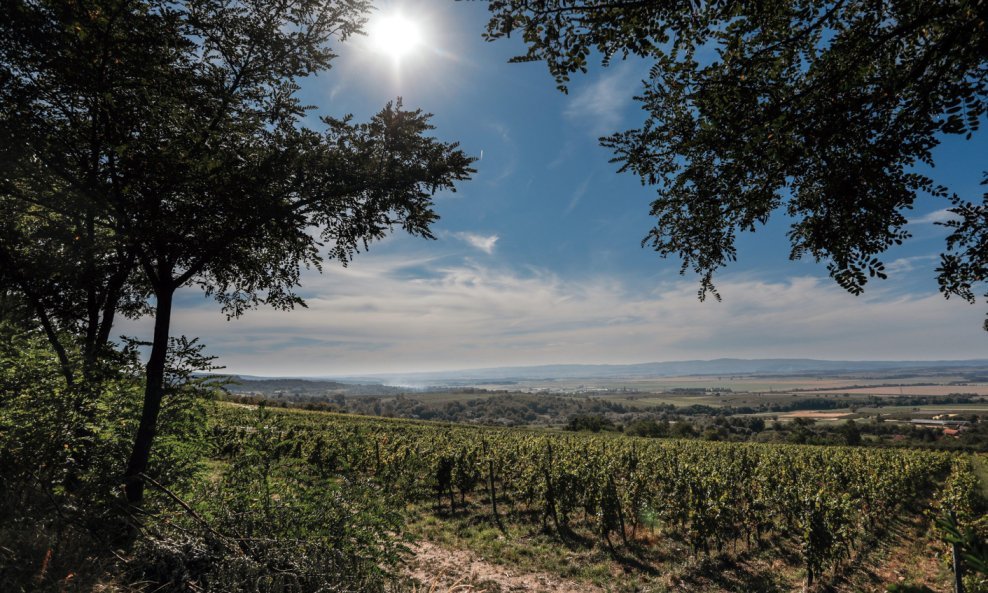 Vinogradi vinarije Enjingi
