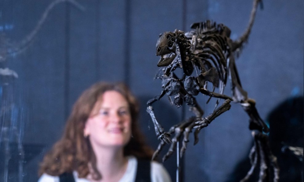 Kostur dinosaura Enigmacursor mollyborthwickae
