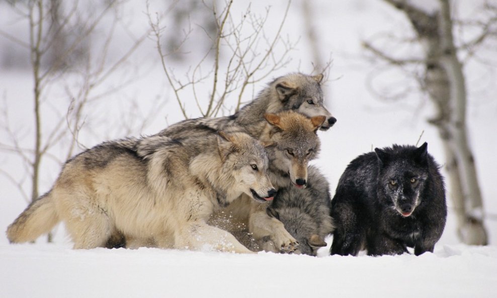 vukovi u snijegu