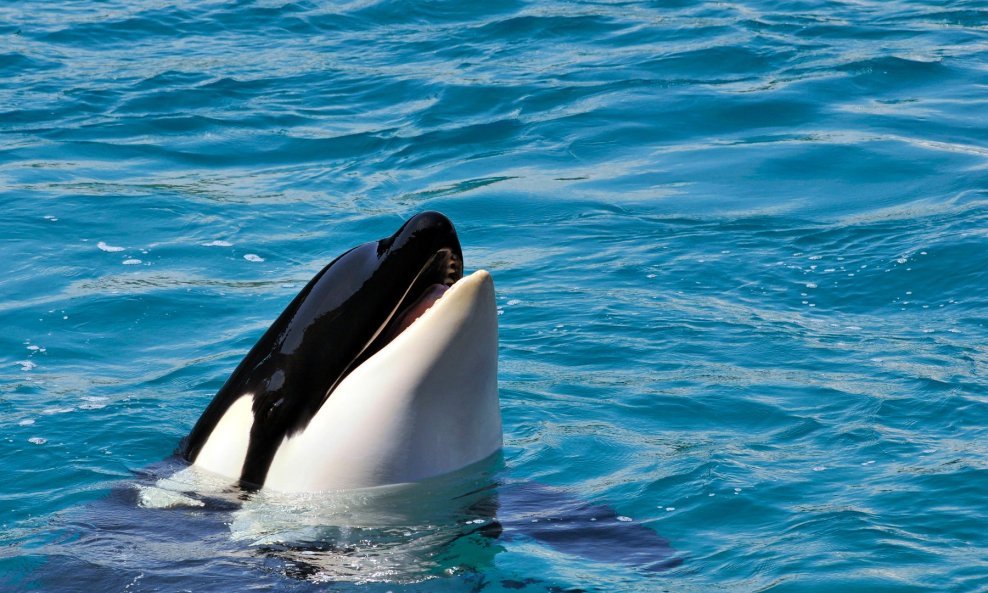 Orka