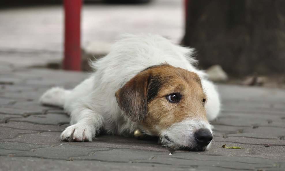 tužan pas napušten udomljavanje