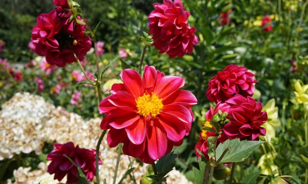 Gnojivo napravljeno od kora od krumpira može udahnuti novi život vrtu