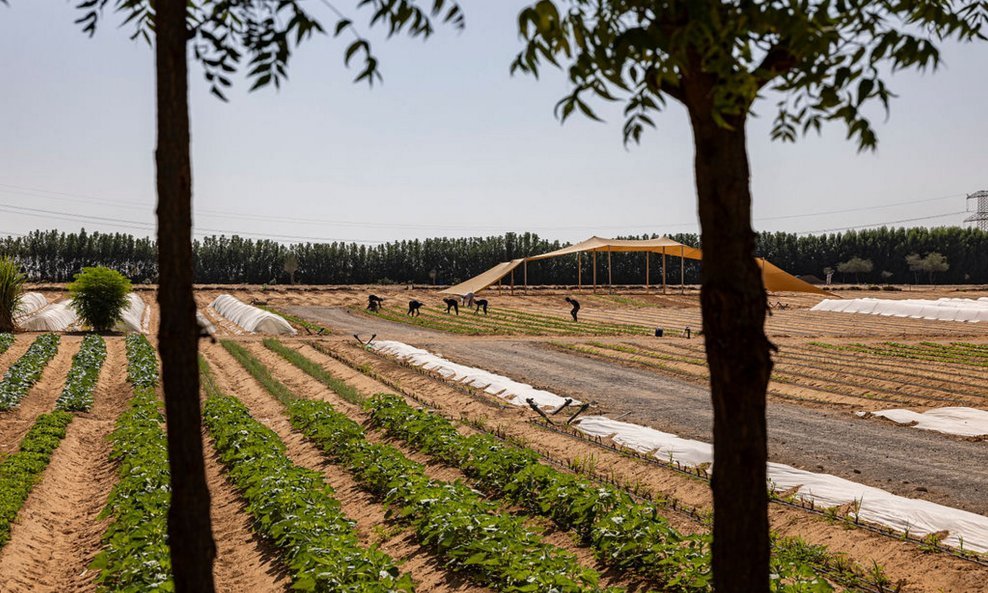 Emirates BioFarm