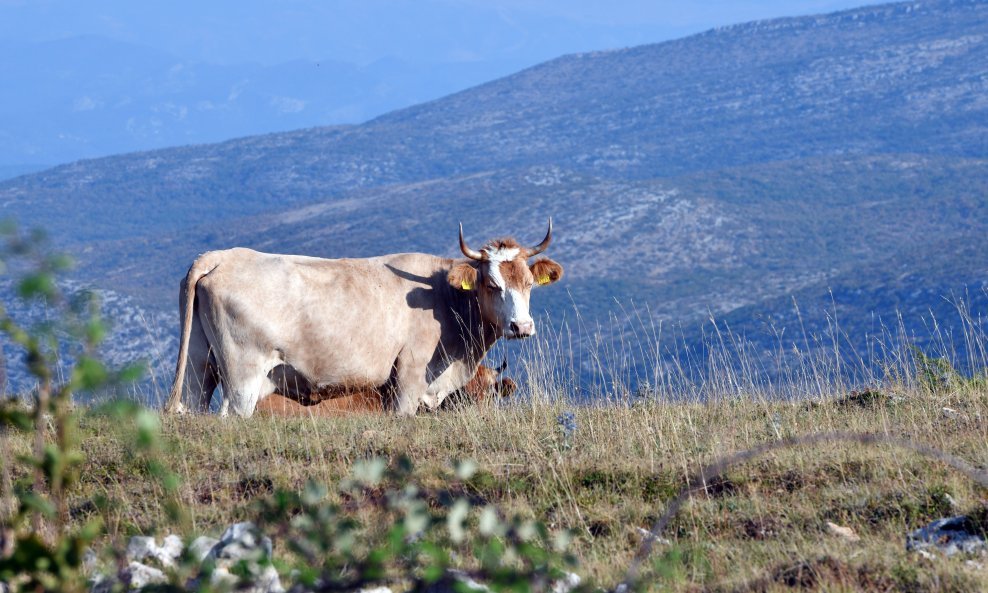 Krave na ispaši, ilustrativna fotografija