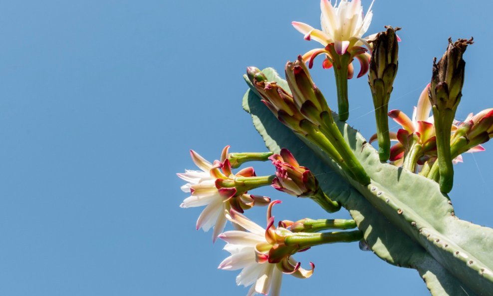 Agave odlikuju impresivni cvjetovi