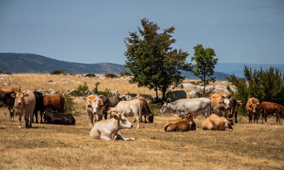 Gornje Maovice: Mjesto gdje je potvrđen slučaj bedrenice