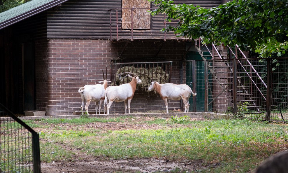 U Zoološki vrt Zagreb stigla mala oriksica