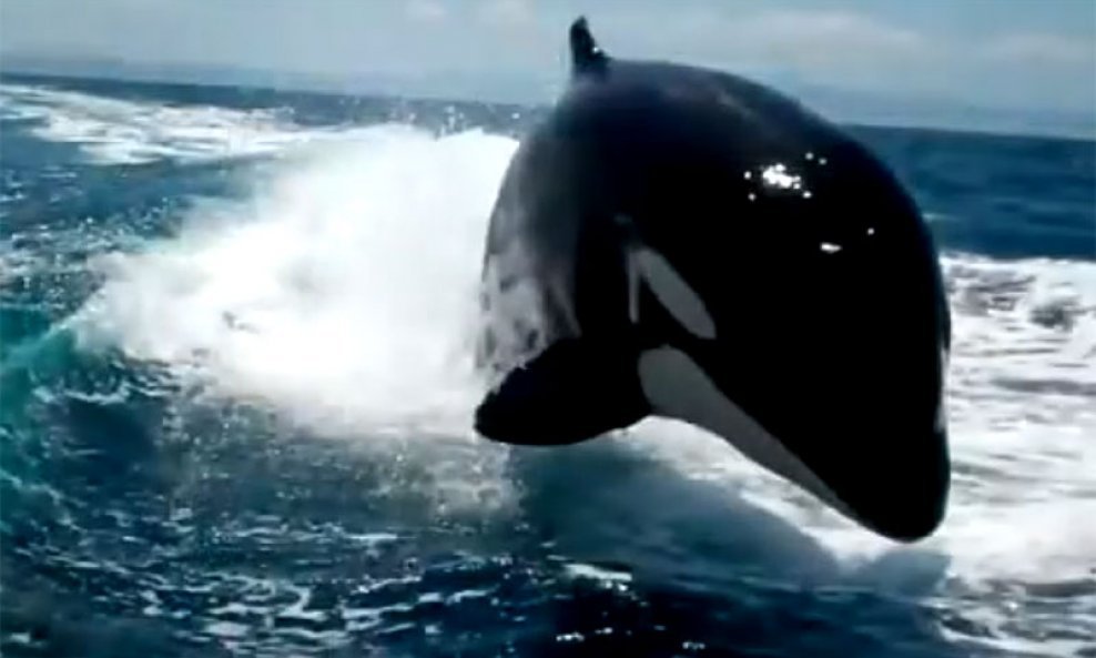 Orka kit ubojica
