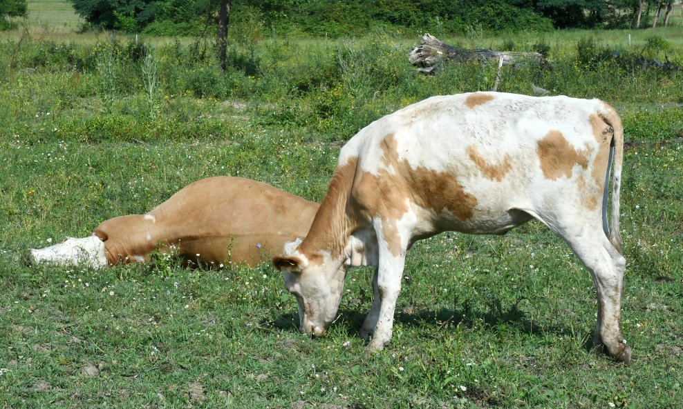Krave, bedrenica, ilustrativna fotografija
