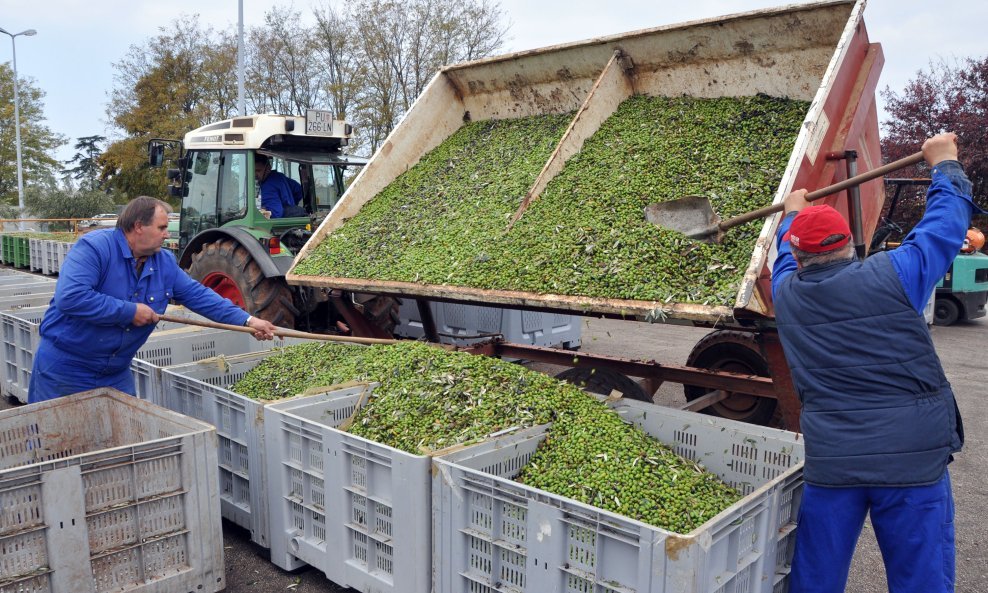 Agrolaguna planira investicijski ciklus za poboljšanje proizvodnje i obrade maslina i grožđa (ilustracija)