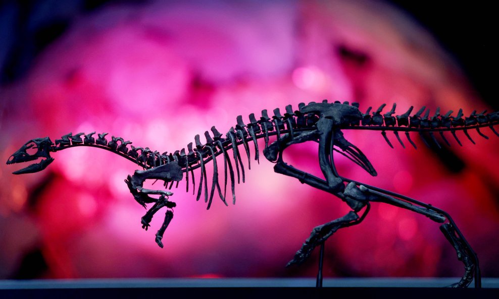 Skelet dinosaura, ilustrativna fotografija