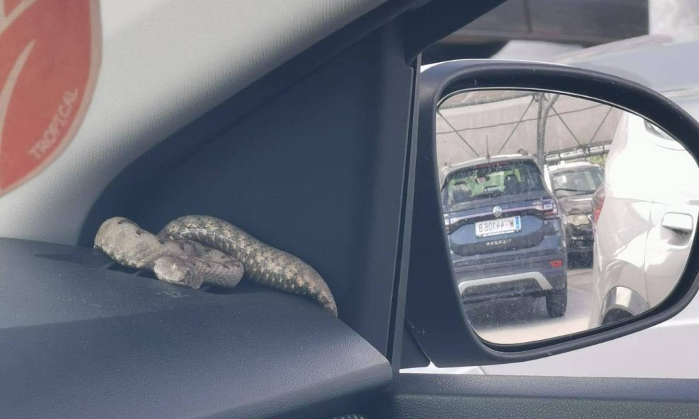 Zmija u automobilu