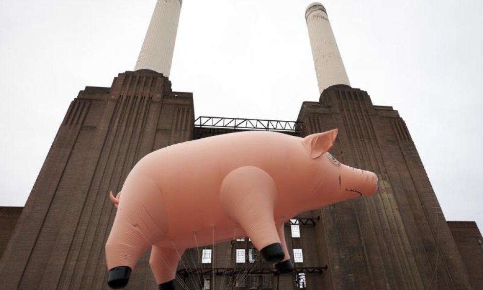 pink floyd svinja