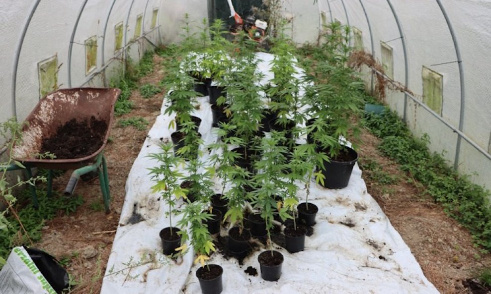 Policija mu je pronašla 6,3 kilograma marihuane
