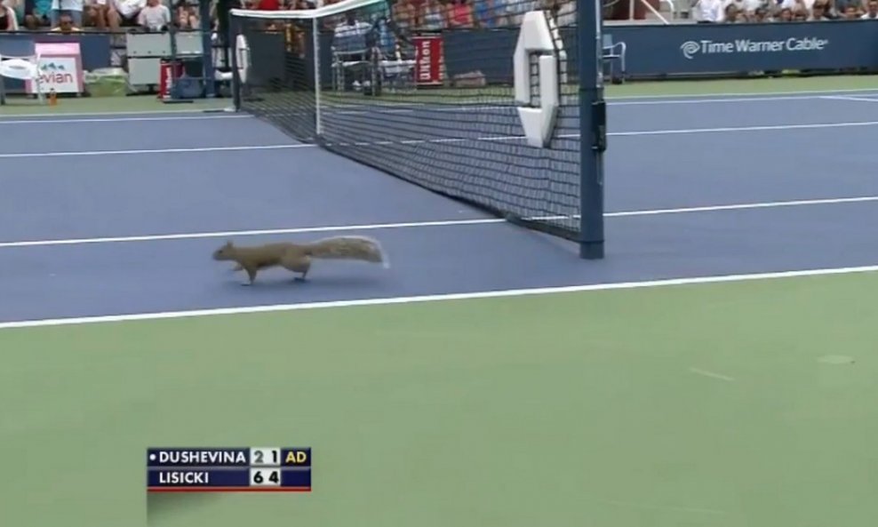 vjeverica teniski meč funvideo