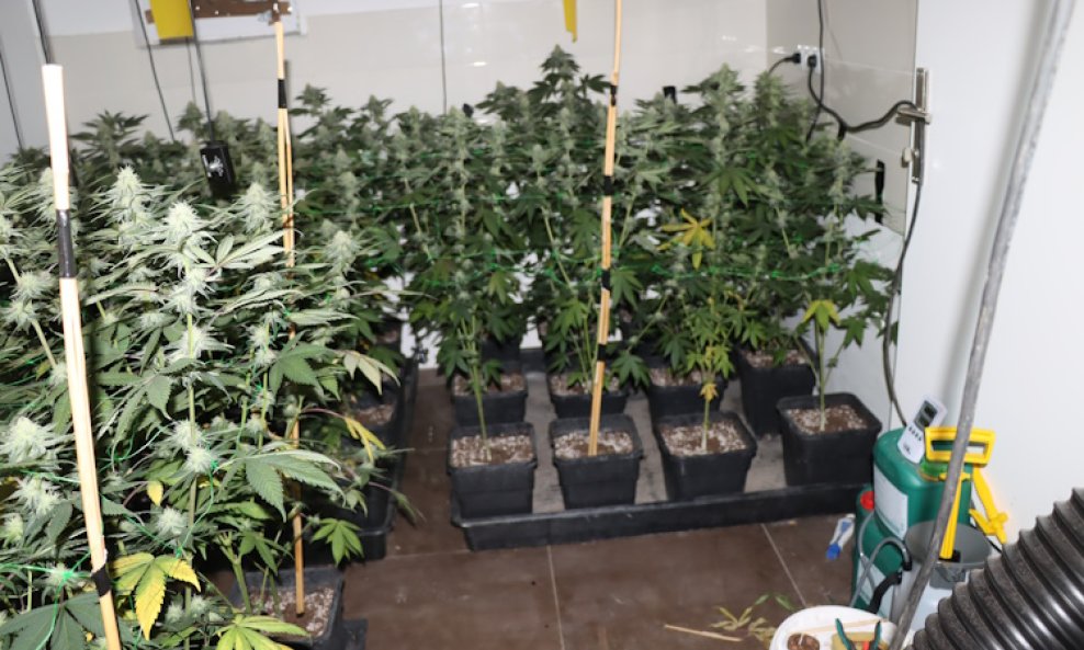 Pronađena marihuana