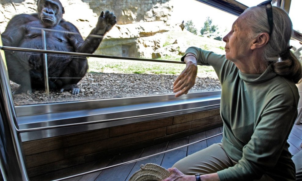 Jane Goodall