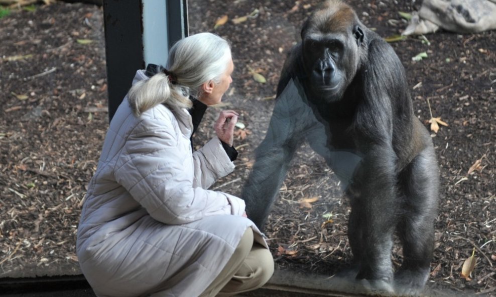 Jane Goodall