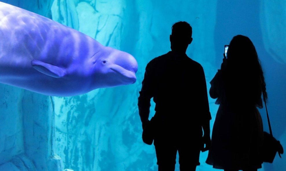Beluga kit
