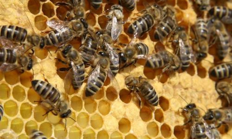 pčele, košnica, med