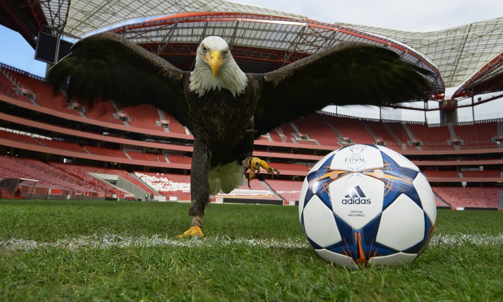 BENFICA EAGLE IMAGE 1