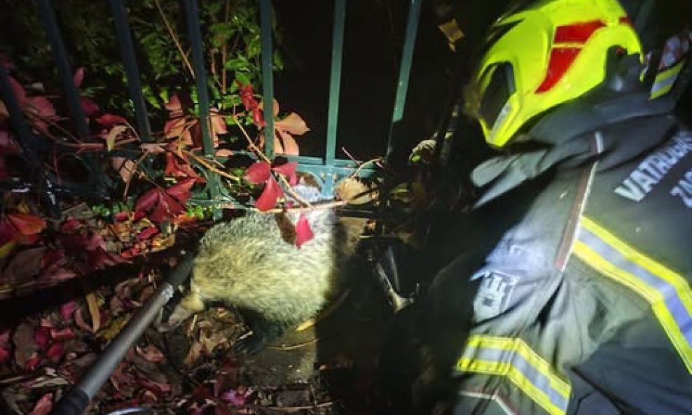 Vatrogasci spašavaju jazavca