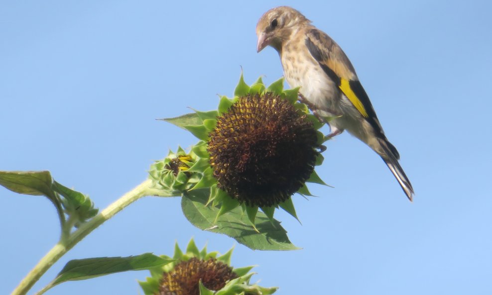 Ilustrativna fotografija