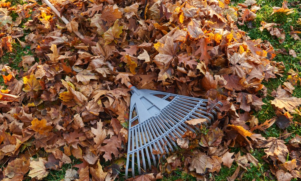 Opadanje lišća može se činiti kao dodatni posao u vrtu, ali priroda ima svoj plan.