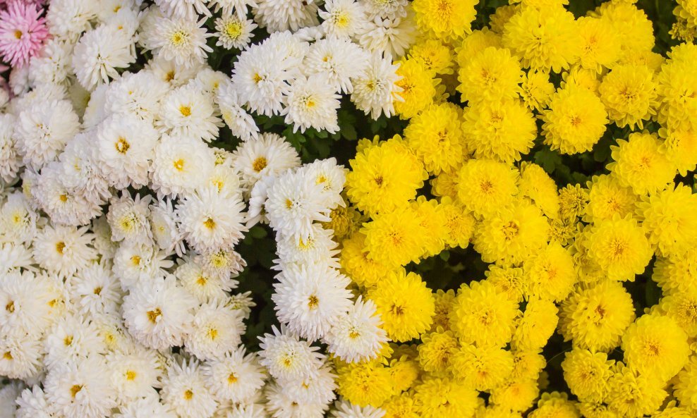 Cvijet jeseni koji je postao simbol sjećanja i poštovanja