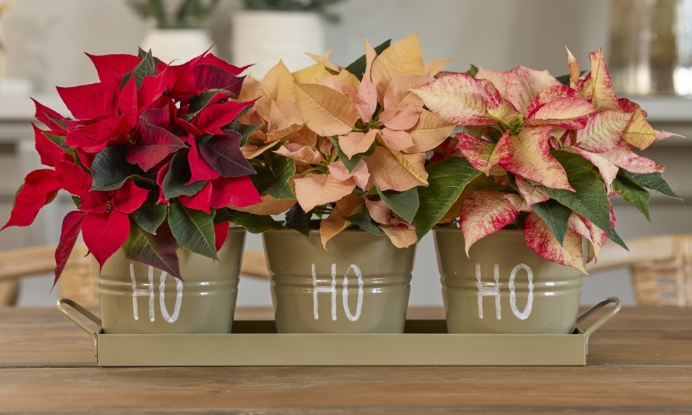 Božićne zvijezde su ukras svakog prostora