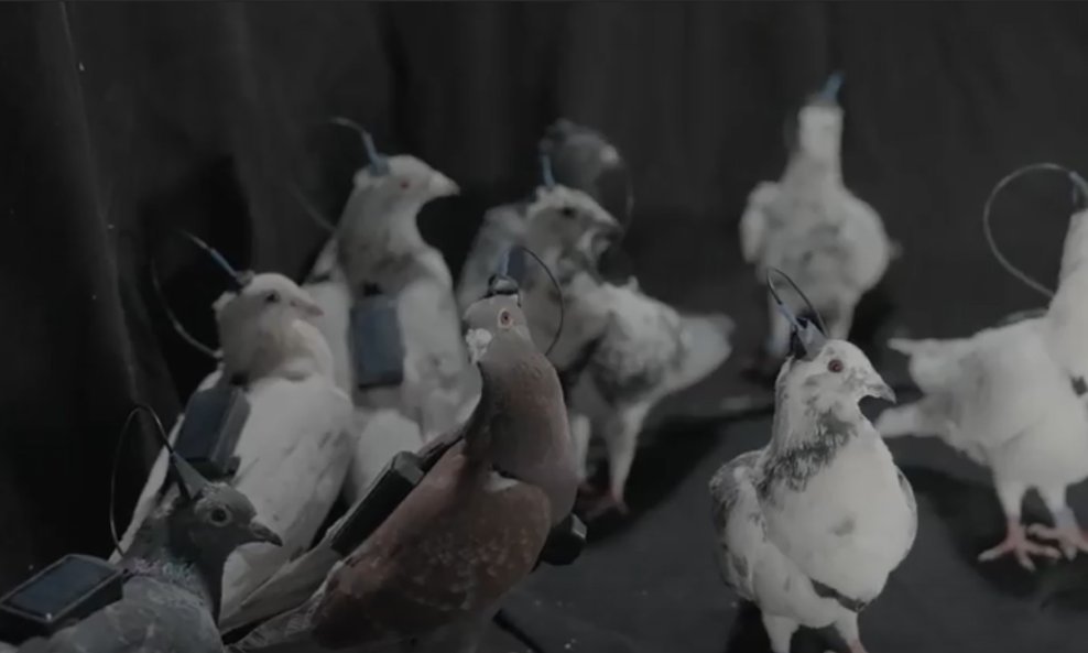 Špijunski golubovi ruske tvrtke Neiry