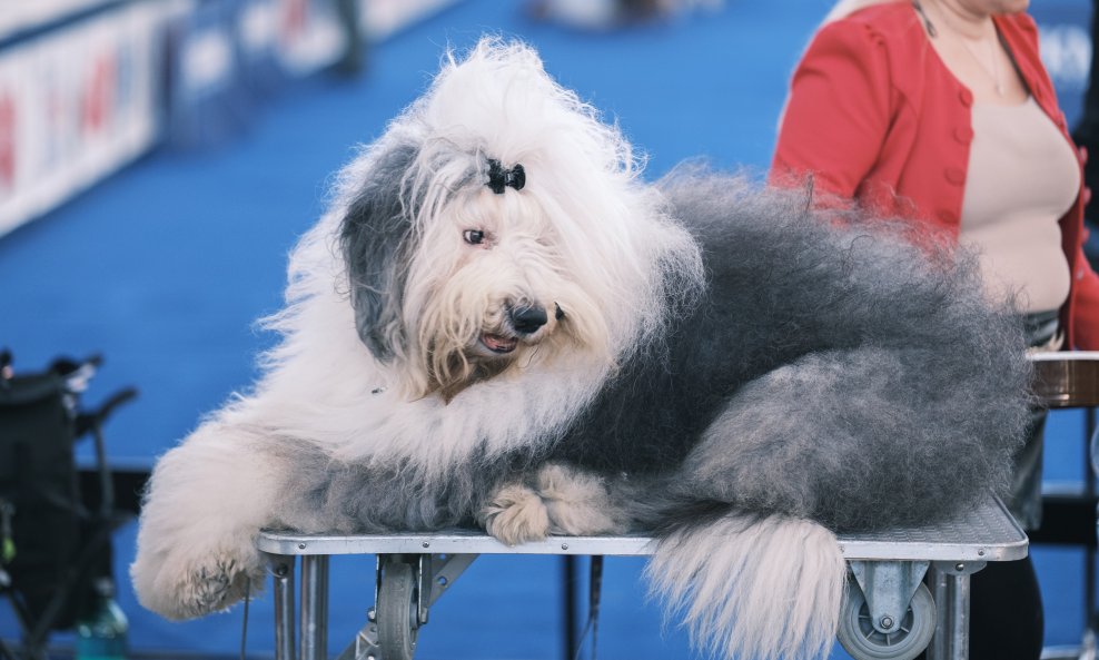 Izložba pasa Zagreb Winter Classic Dog Show