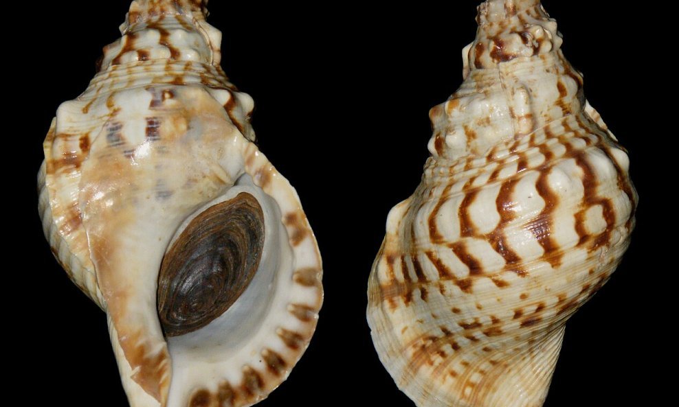 Školjke Charonia lampas