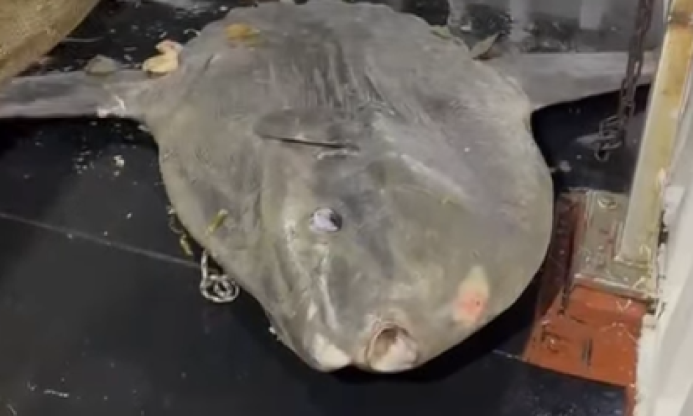 Gigantska riba, koju je kapetan procijenio na impresivnih 200 kilograma, slučajno je završila u mreži koći.