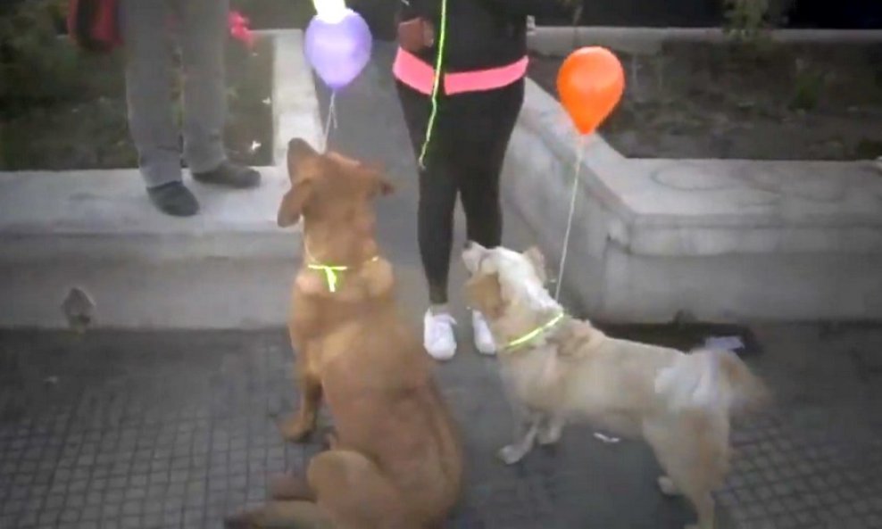 psi lutalice baloni čile