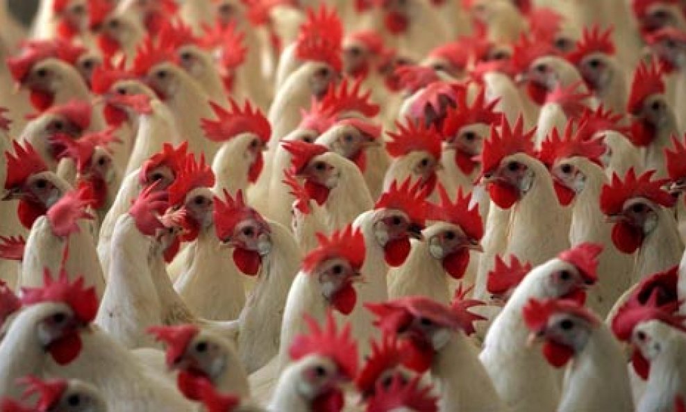 Epidemija ptičje gripe na farmi peradi u Nizozemskoj