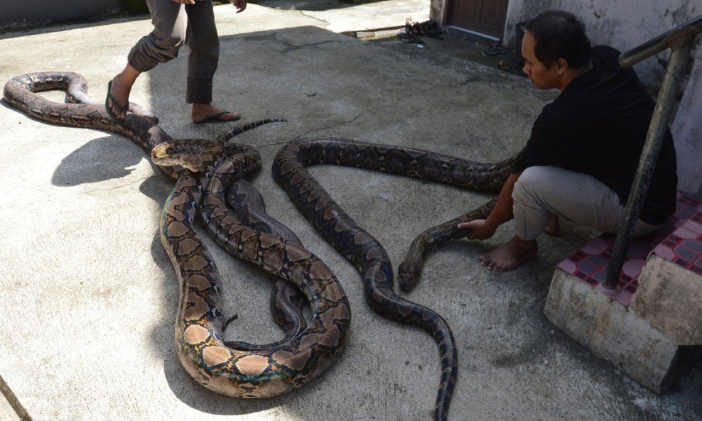 Mrežasti piton - ilustracija