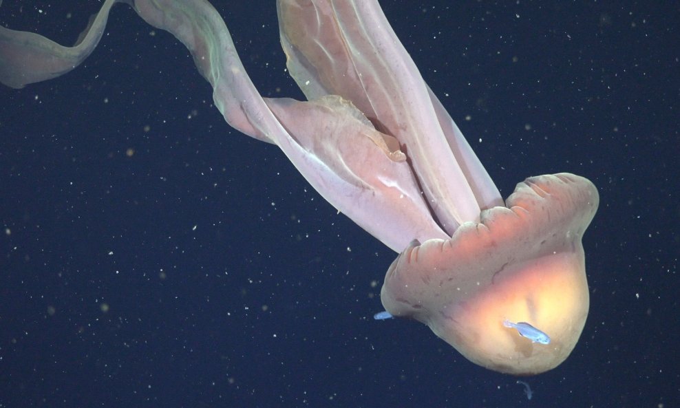 Divovska fantomska meduza snimljena u Atlantiku