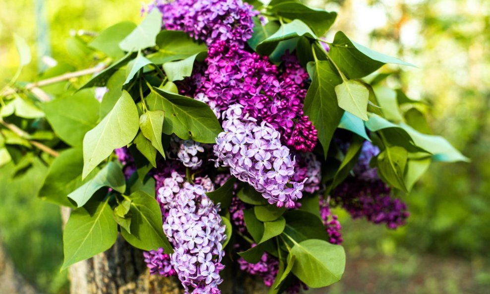 Budleju nazivaju i ljetnim jorgovanom ili leptirovim grmom